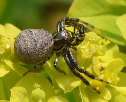 Réf. 194 549 : Xysticus kempeleni